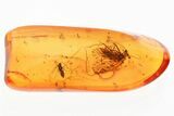 Detailed Fossil True Midge and Barklouse in Baltic Amber #330654-1